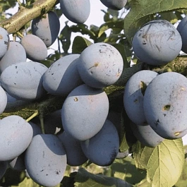 Слива домашняя Синичка