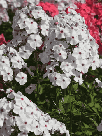 Флокс метельчатый Очаровательные глазки