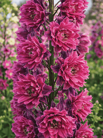 Дельфиниум гибридный Flamenco