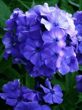 Флокс метельчатый Blue Boy