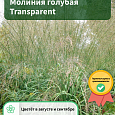 Молиния голубая Transparent Молиния голубая Transparent