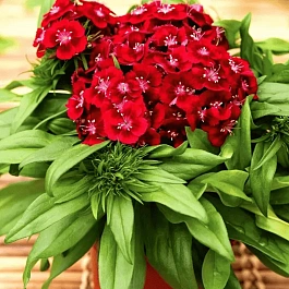 Гвоздика турецкая Barbarini Red