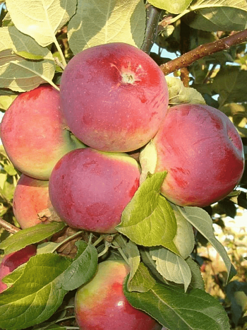 Яблоня Орлик