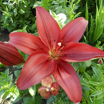Лилия ла-гибрид Норанда