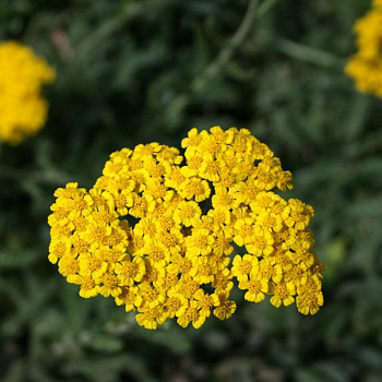 Тысячелистник Aurea