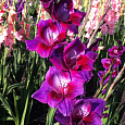 Гладиолус Velvet Eyes