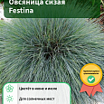 Овсяница сизая Festina Овсяница сизая Festina