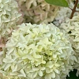 Гортензия метельчатая Magical Lime Sparkle