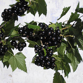 Смородина черная Нестер Козин