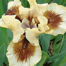 Ирис германский Zing Me