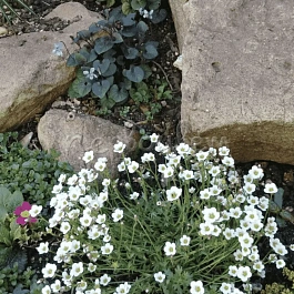 Камнеломка Арендса Limerock