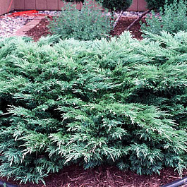 Можжевельник казацкий Глаука