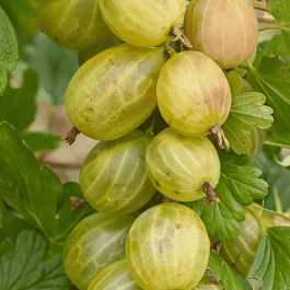 Крыжовник обыкновенный Мускатный