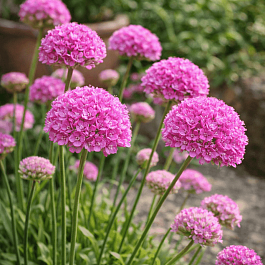 Армерия ложноармерия Ballerina Purple Rose