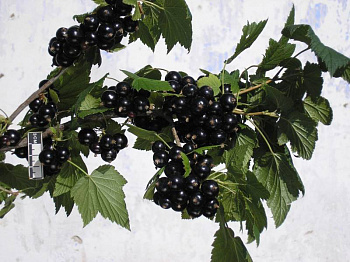 Смородина черная Нестер Козин