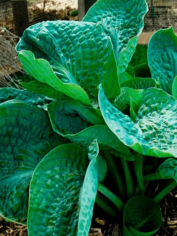 Хоста Lakeside Maverick