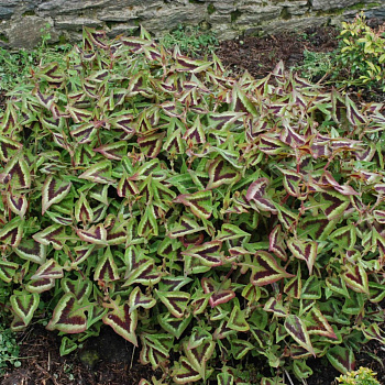 Горец мелкоголовый Пёпл Фэнтэзи