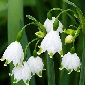 Белоцветник летний Гравети Джайант Белоцветник летний Гравети Джайант