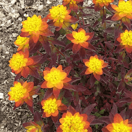Молочай многоцветковый Bonfire
