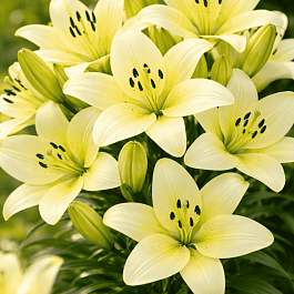 Лилия Trebbiano Gerrit Zalm