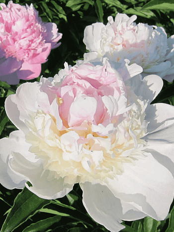 Пион Молочноцветковый Mister Ed