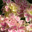 Гортензия крупнолистная Forever and Ever Peppermint