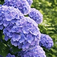 Гортензия крупнолистная Yola
