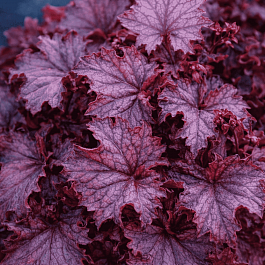 Гейхера Grande Amethyst