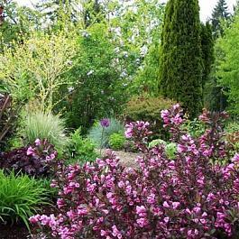 Вейгела цветущая Purpurea