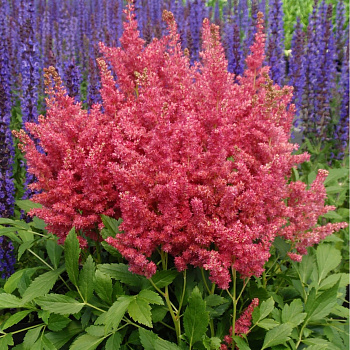 Астильба китайская Хот Перлз НАБОР 2ШТ (1+1)