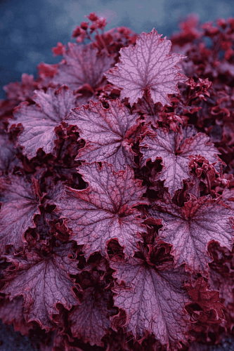 Гейхера Grande Amethyst