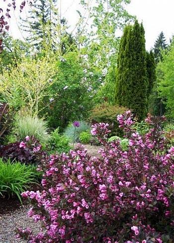 Вейгела цветущая Purpurea