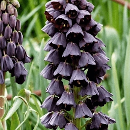 Рябчик персидский