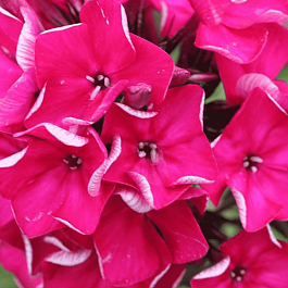 Флокс метельчатый Олигарх