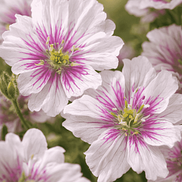 Герань луговая Double Jewel