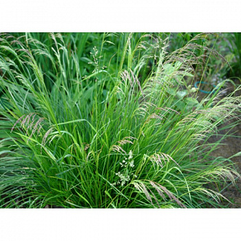 Луговик дернистый Шотланд