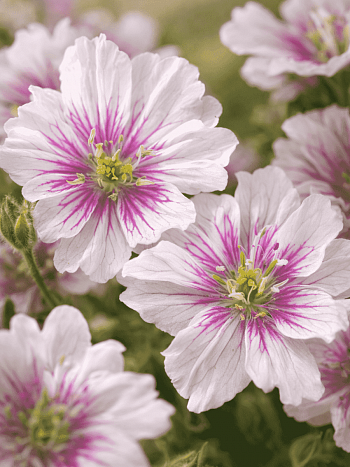 Герань луговая Double Jewel