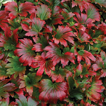 Мукдения росси (кленолистник) Карасуба