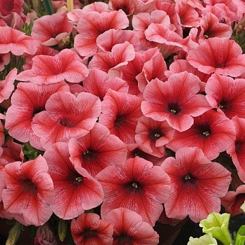 Петуния Pegasus Patio Red Vein