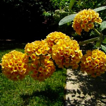 Буддлея (Осенняя сирень) красно-желтая Sungold