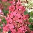 Гортензия метельчатая Pink Queen