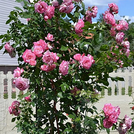 Роза плетистая Хэндэль Роза плетистая Хэндэль