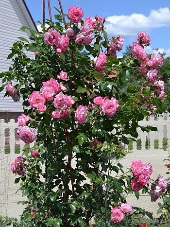 Роза плетистая Хэндэль