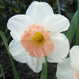 Нарцисс трубчатый Чайниз Корал