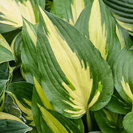 Хоста гибридная Крисмас Кэнди НАБОР 2ШТ (1+1)