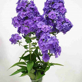 Флокс метельчатый Память Сердца