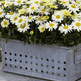 Нивяник наибольший Lacreme