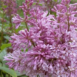 Сирень Престона Minuet