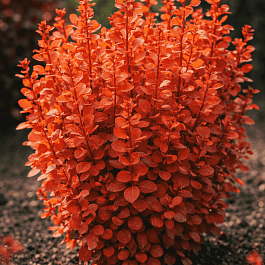 Барбарис Тунберга Orange Rocket