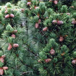 Сосна кедровая Сосна кедровая